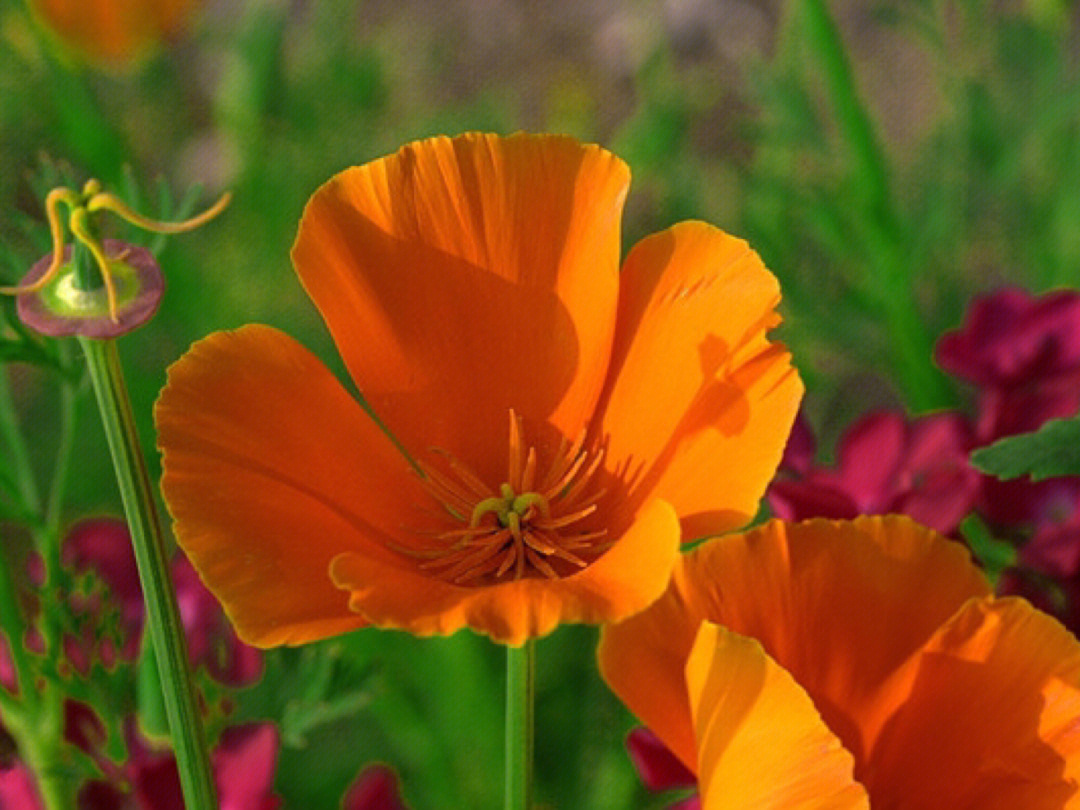 每日一花花菱草