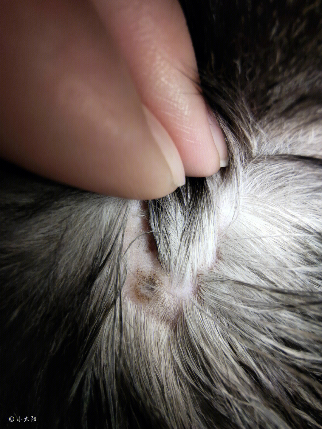 猫咪球虫病症状图片图片