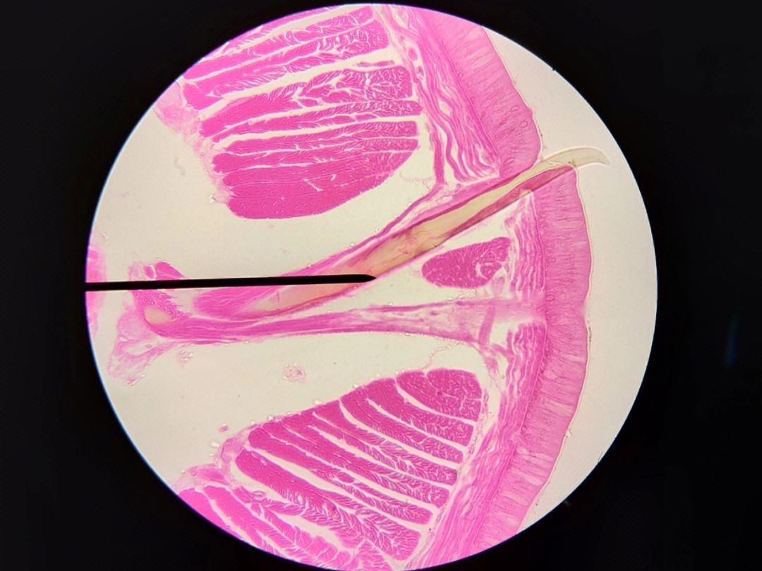 环毛蚓横切面图图片