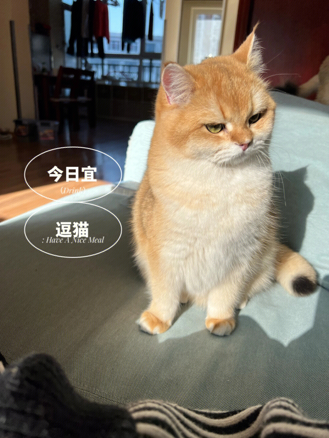 一只养胖了的中华田园猫