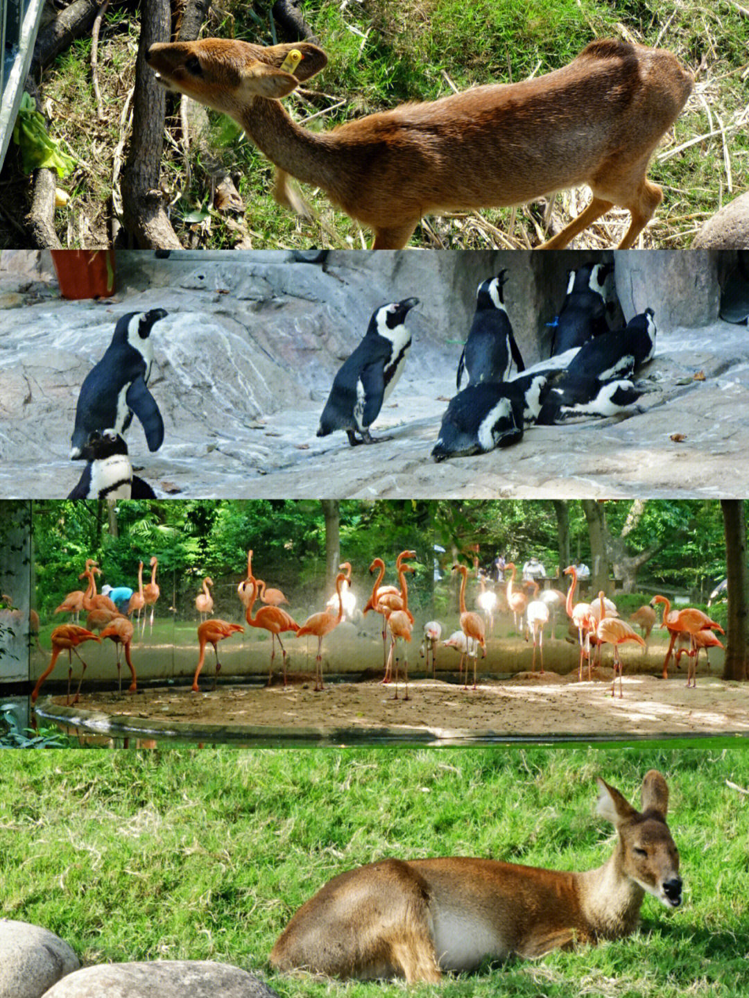 上海动物园简介图片