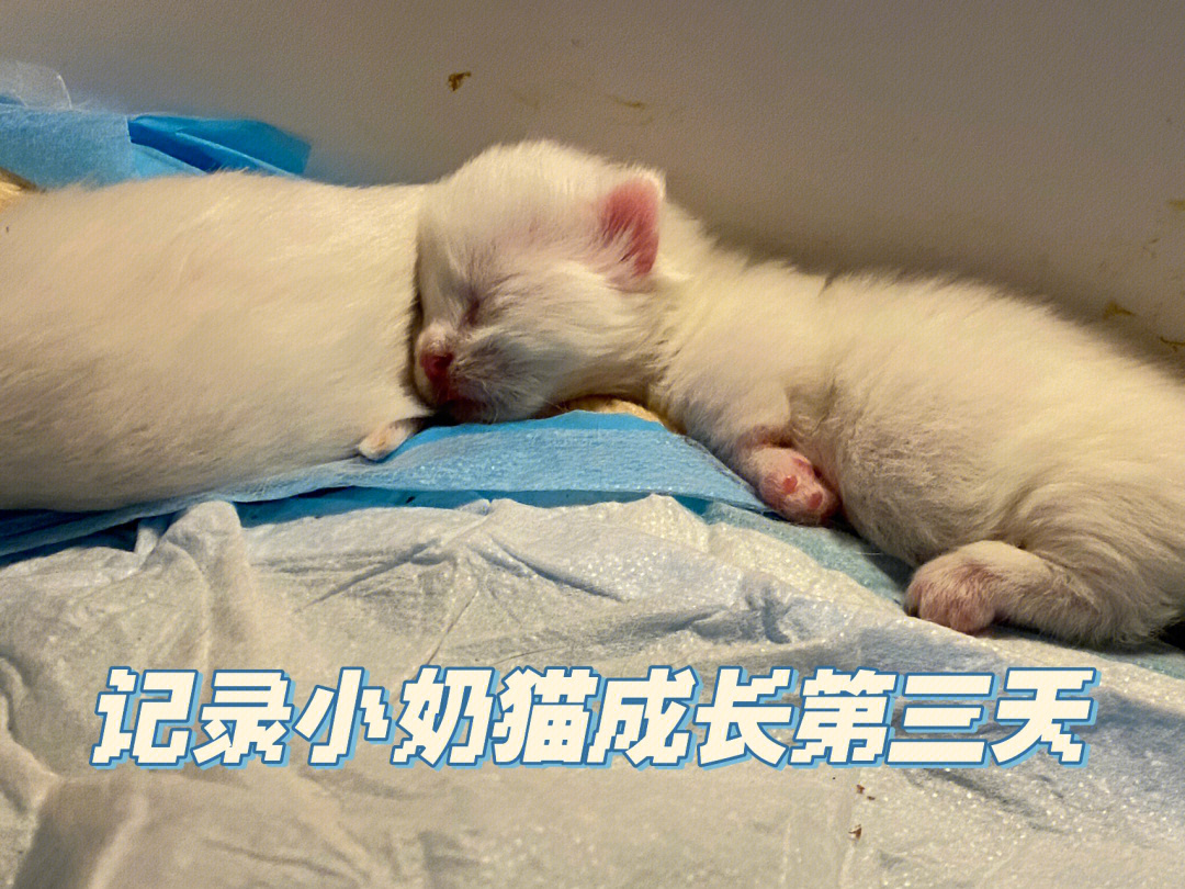 小猫成长每月照片图片