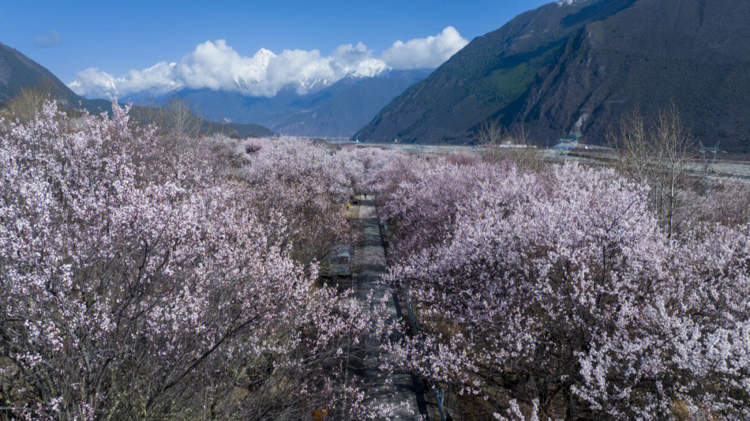 波密桃花赴一场春暖花开