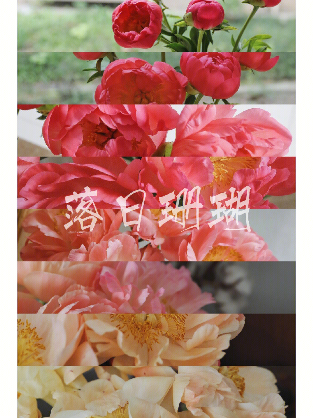芍药落日珊瑚花语图片