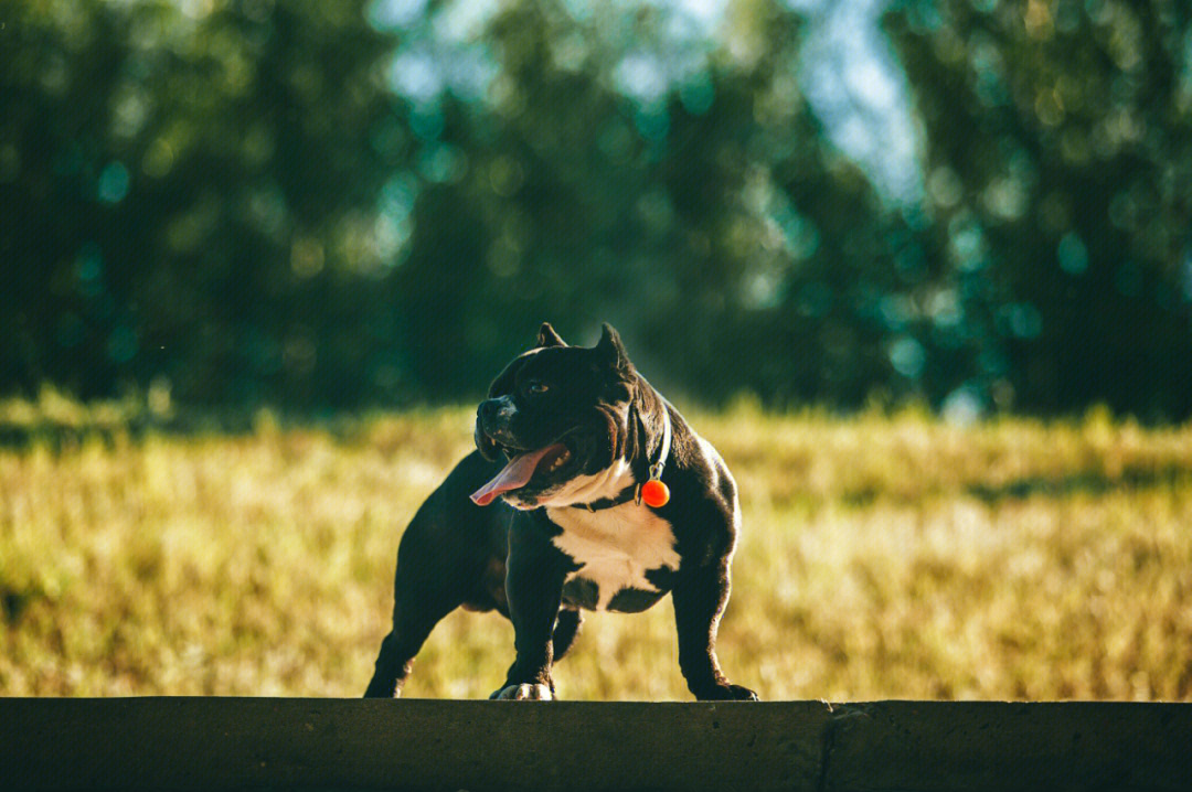 家有恶犬