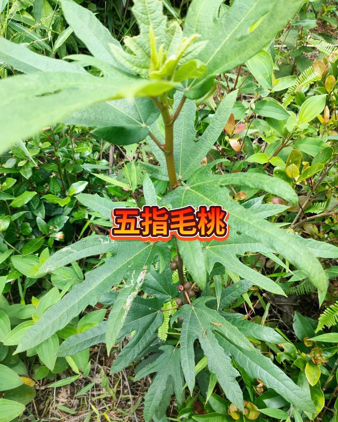 假的五指毛桃 禁忌图片