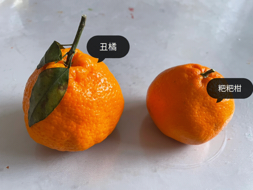 丑橘和耙耙柑图片对比图片