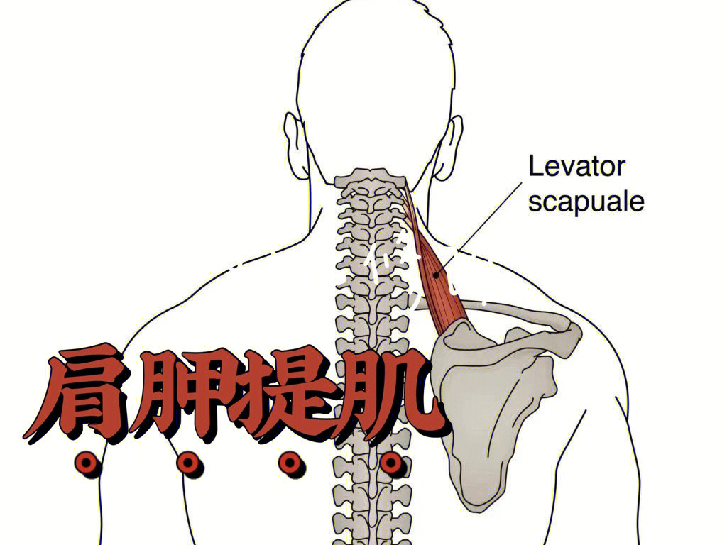 肩胛提肌位置图图片