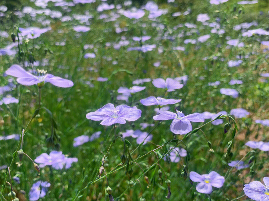 蓝亚麻花的花语图片