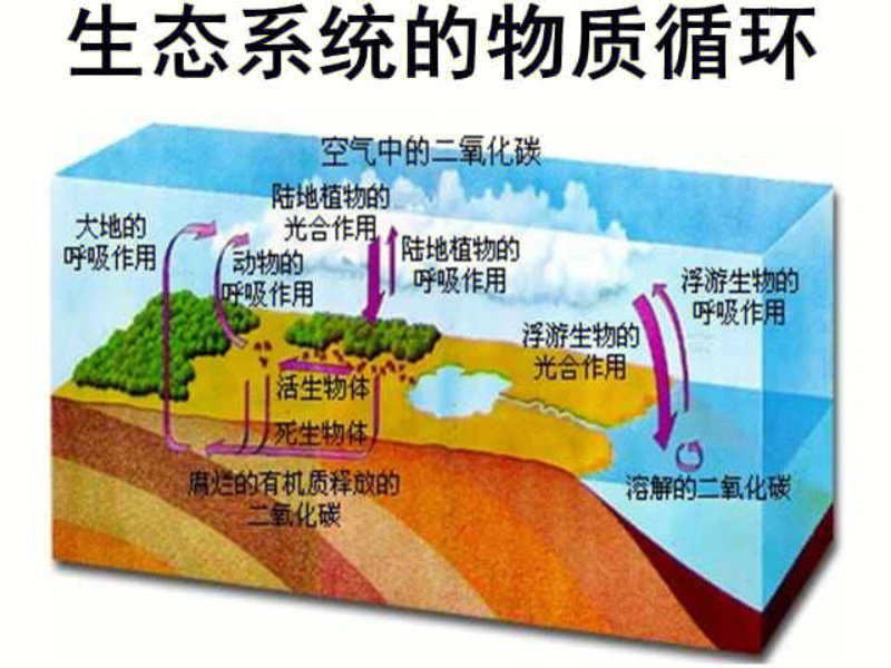 土壤氮循环示意图图片