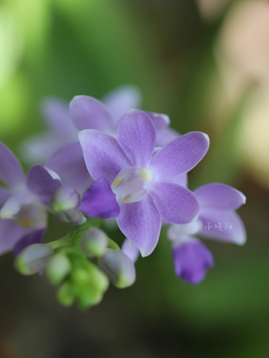 蓝色蝴蝶兰 花语图片