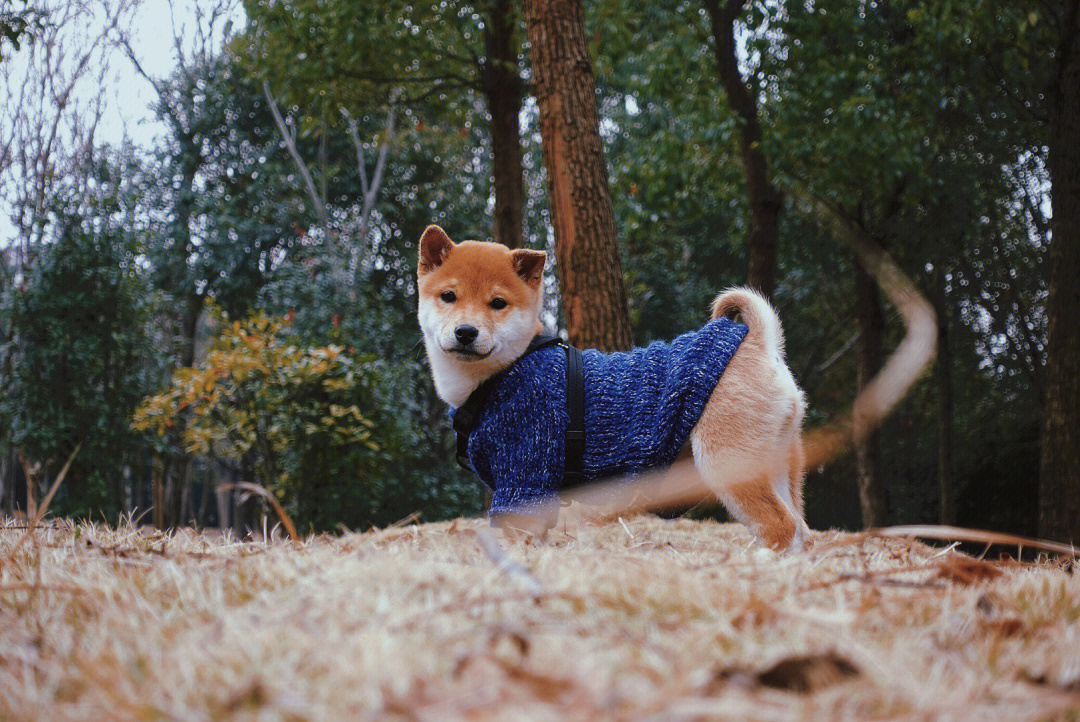 帮粉丝挑选的柴犬lucky发来萌图反馈啦