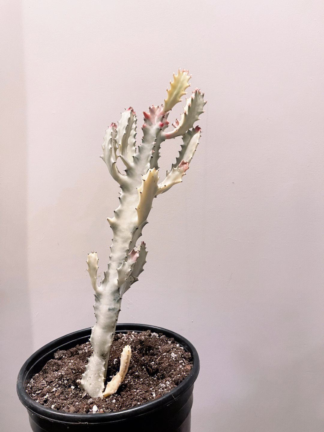 白帝锦whiteghostcactus