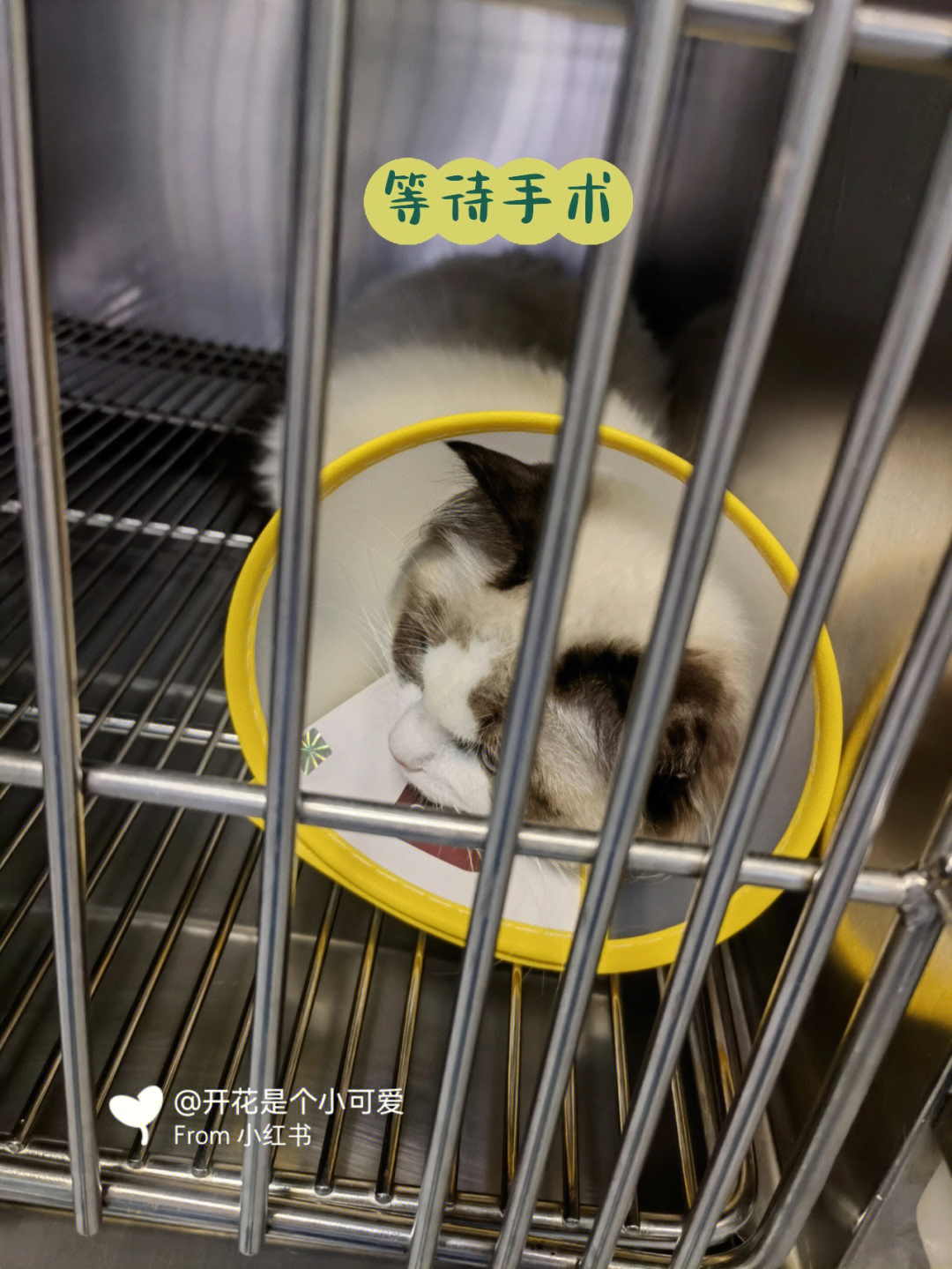 母猫绝育1