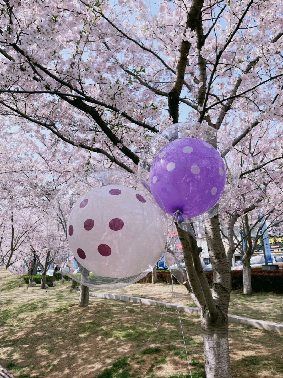 烟台春日樱花