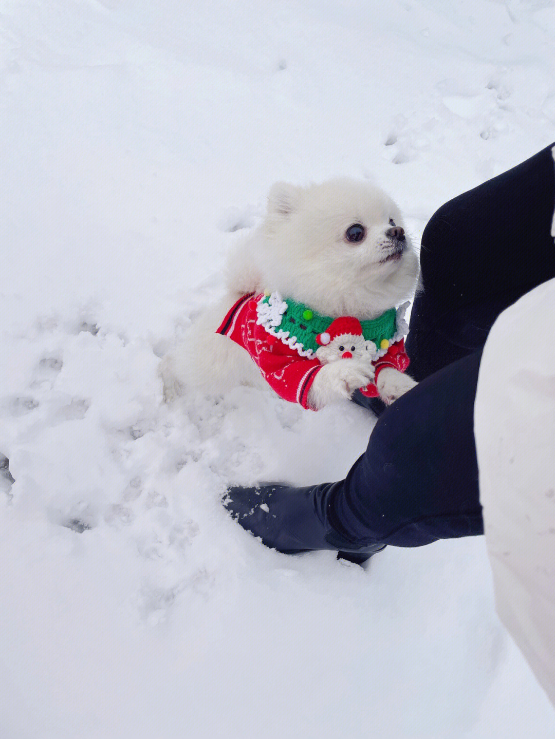 狗玩雪表情包图片