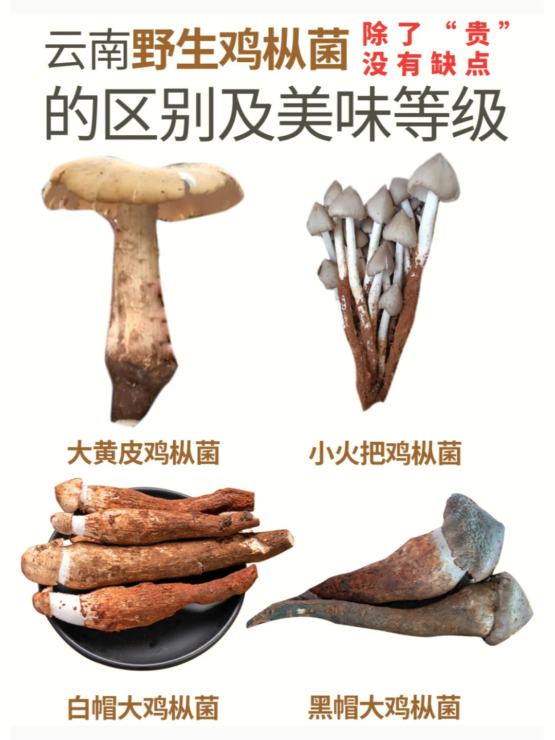 云南野生鸡枞菌的区别?他们除了贵没有缺点