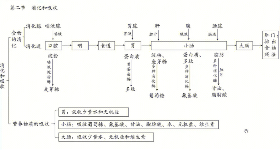 七下生物食谱设计图片