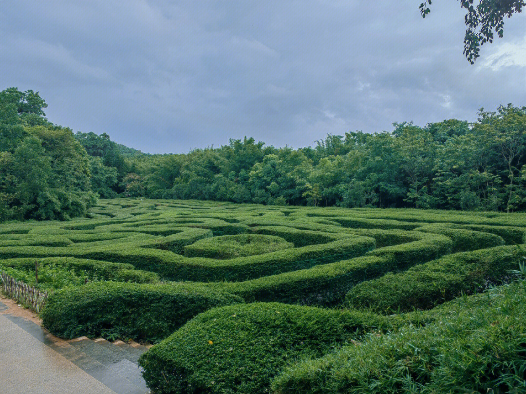 上海金山植物迷宫图片