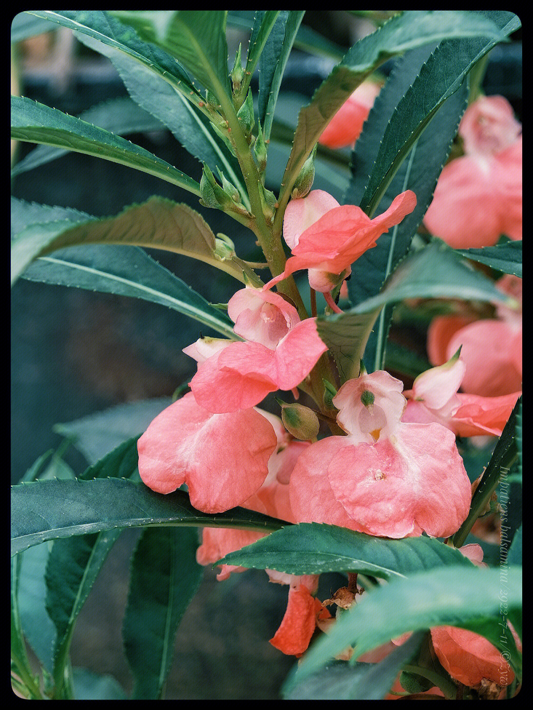 凤仙花快来做美甲