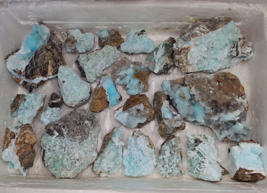 蓝珊瑚化石图片