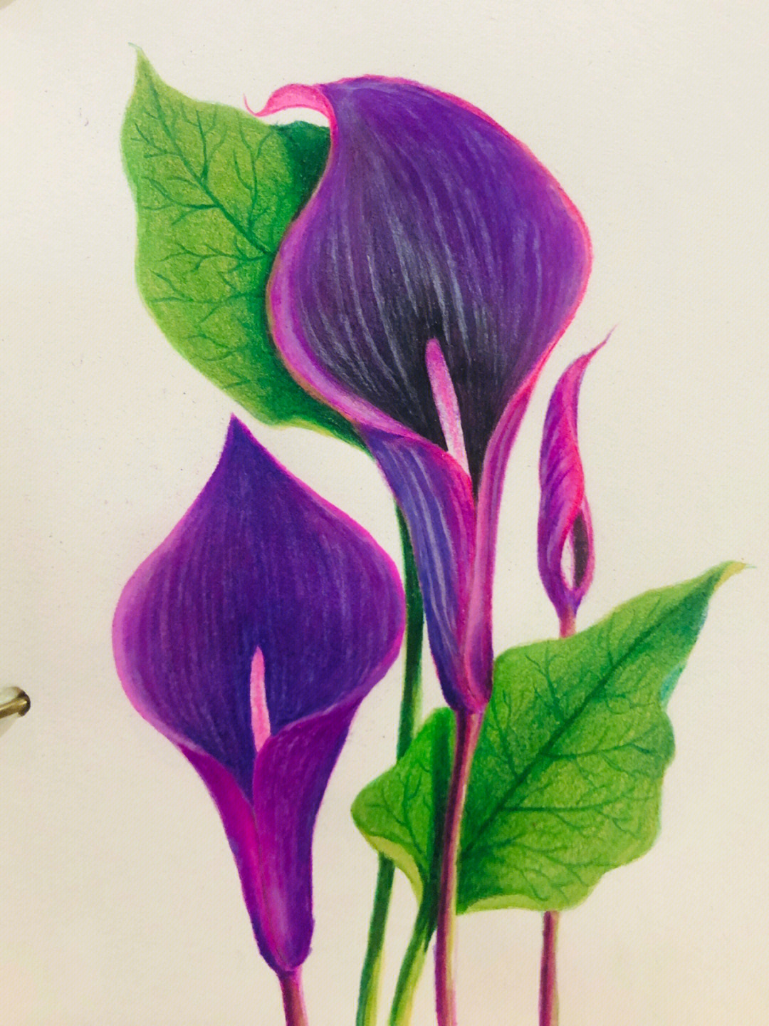 紫色的马蹄莲彩铅手绘