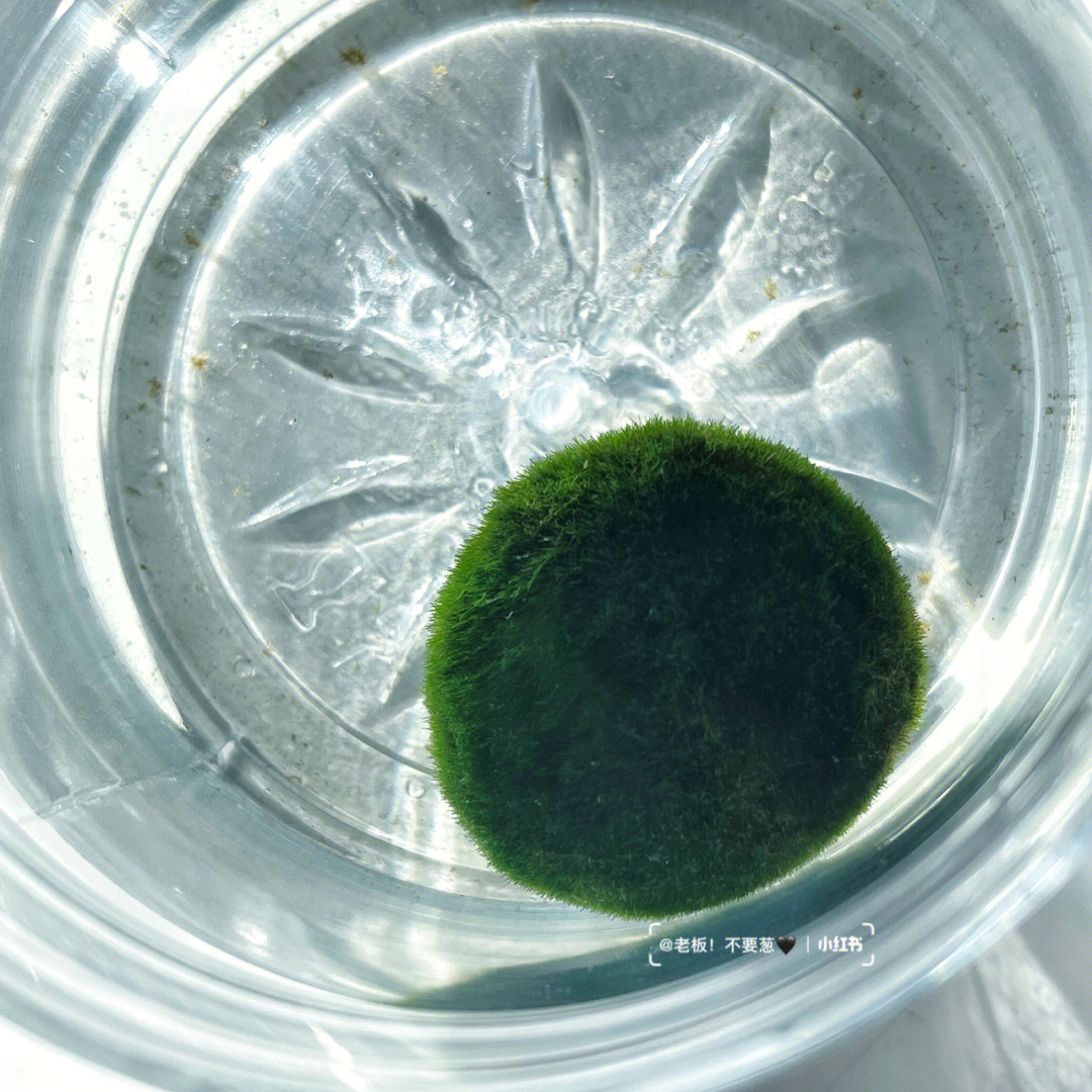 在俄罗斯也能养海藻球啦