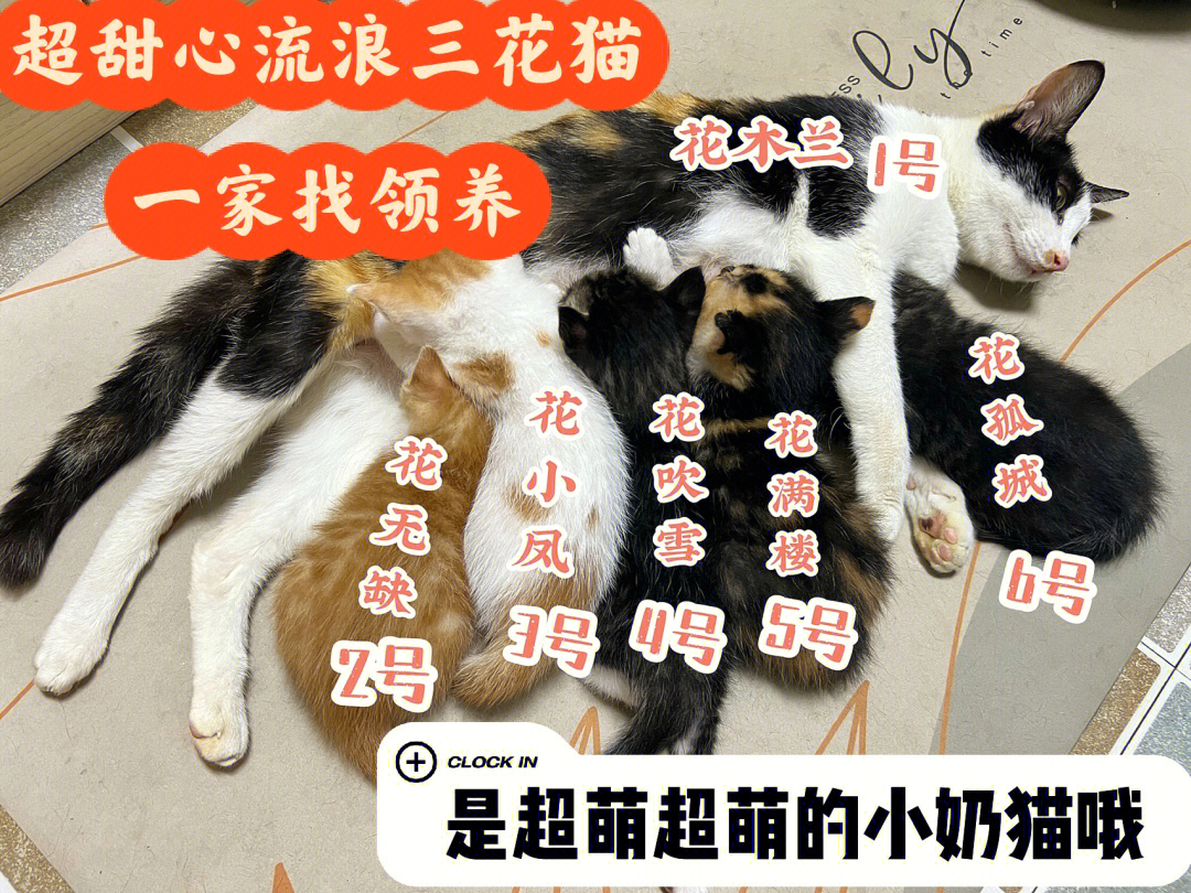 超极甜心小奶猫找领养坐标杭州招财猫一家