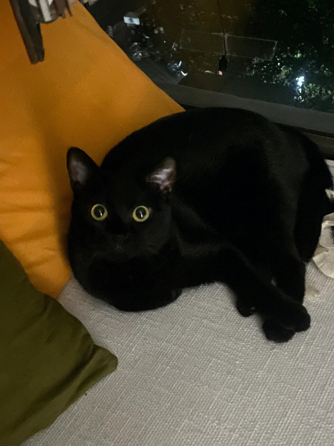 一只黑糖啵啵小猫图片
