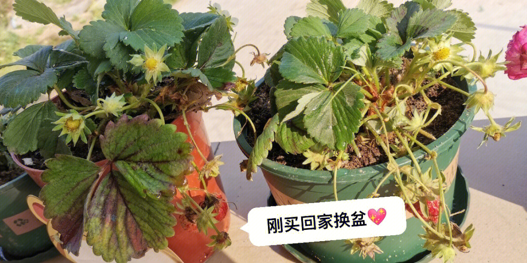 种草莓的快乐