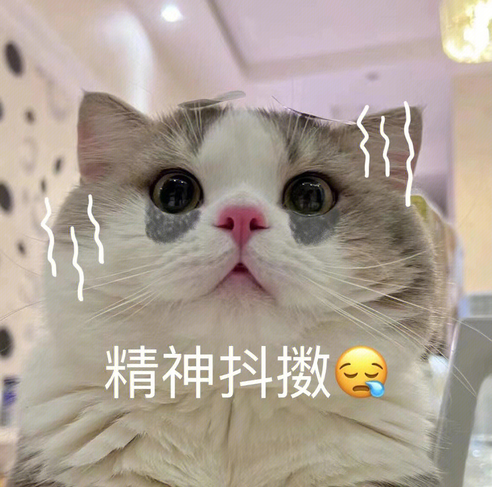 b站猫猫头图片