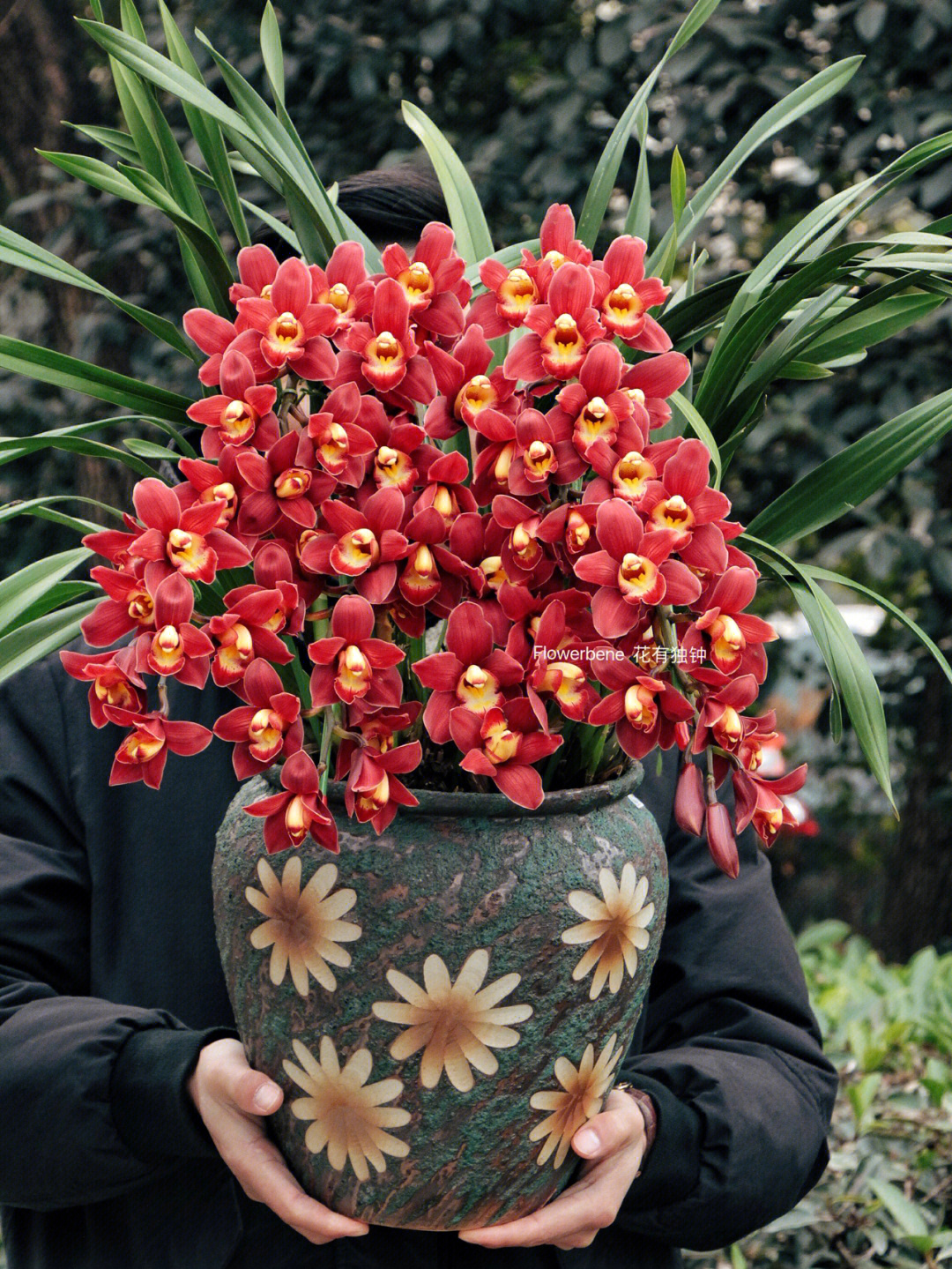 红色珠子的盆栽花图片