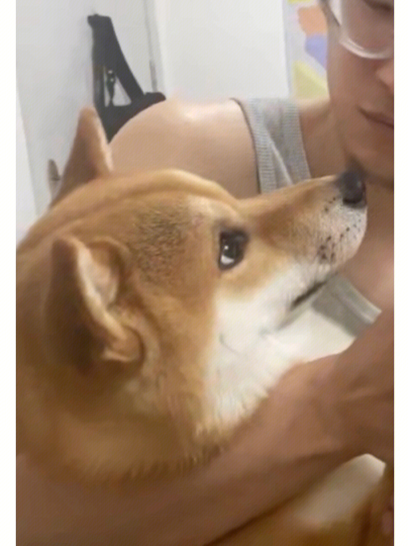 柴犬和男生一起的图片图片