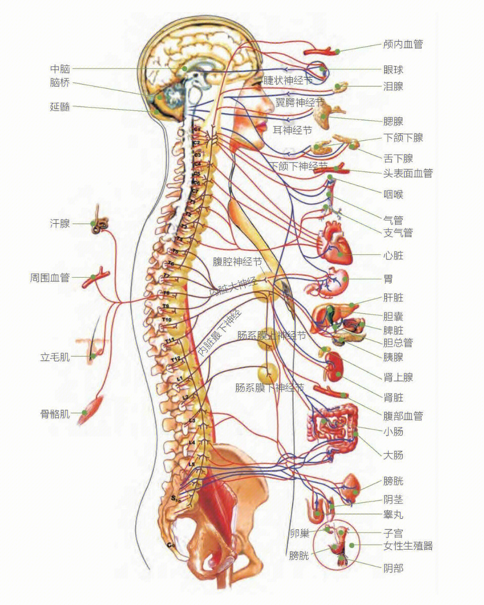 腰椎神经支配图片