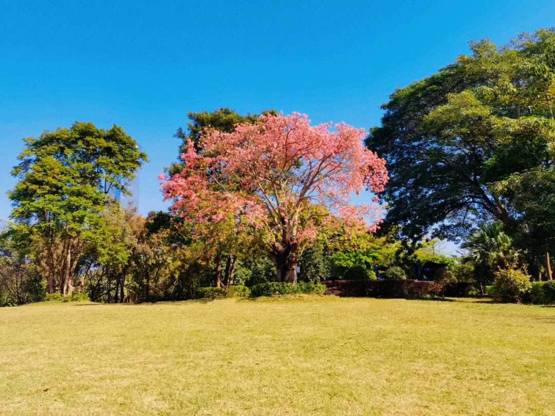 荔香公园的异木棉