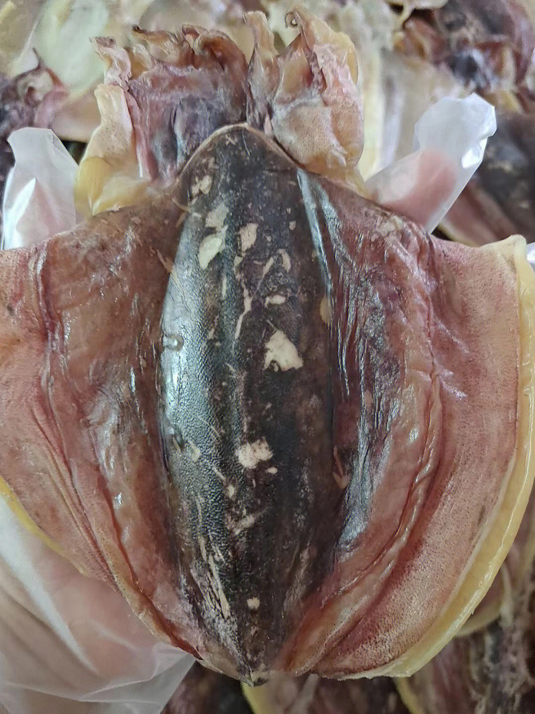 墨鱼,是不可多得的美味海鲜之一,又称乌贼,俗称墨鱼骨