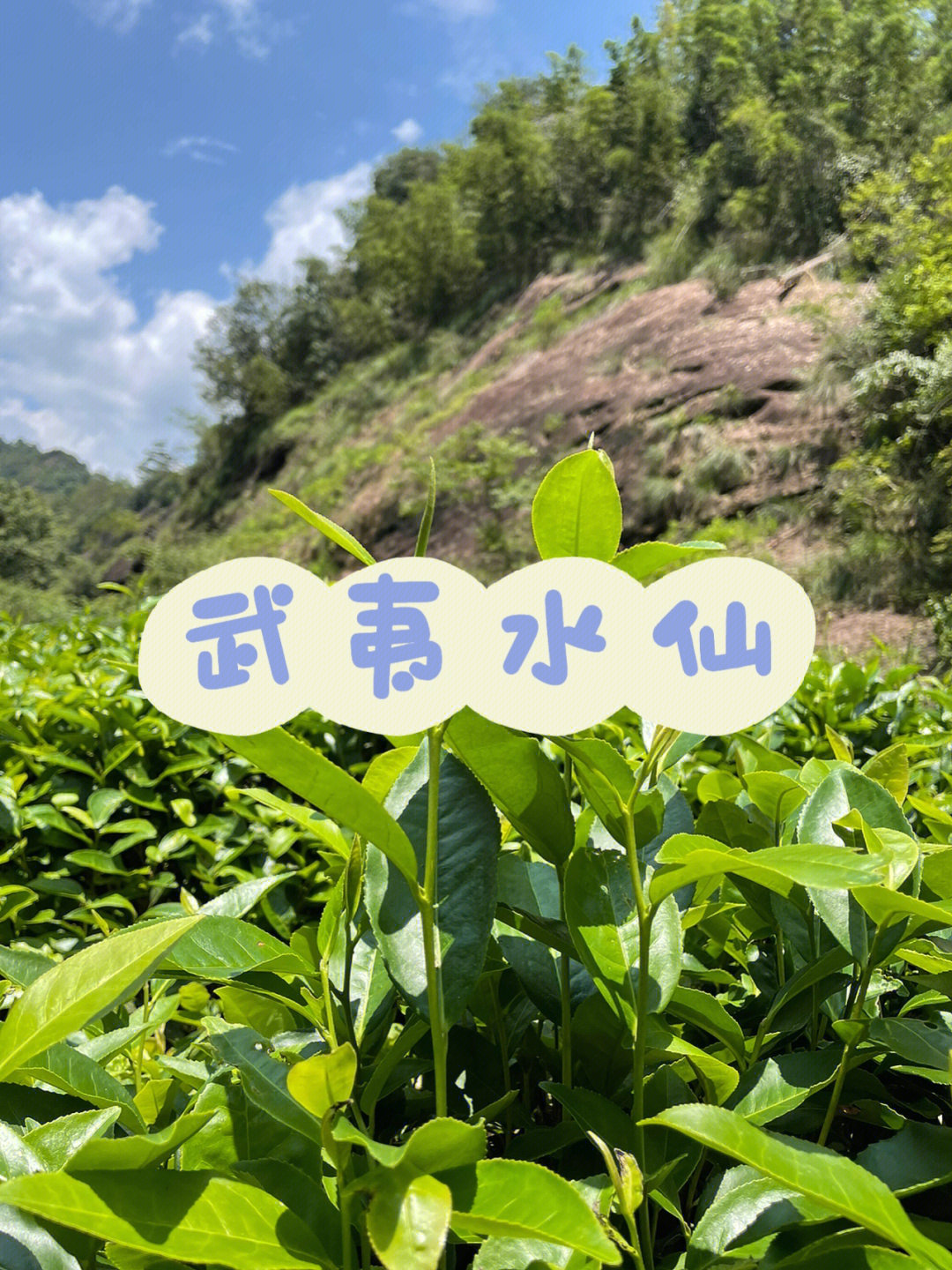 茶#水仙#武夷岩茶 95武夷山当家品种95香不过肉桂,醇不过