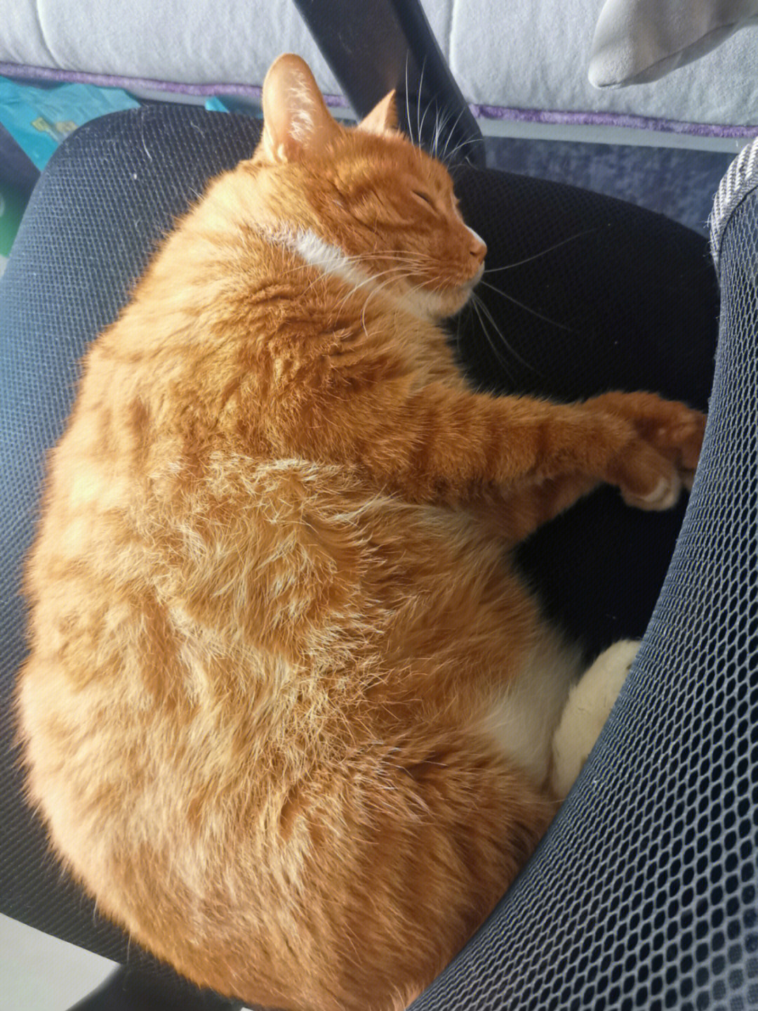 橘猫都是身体胖四肢瘦吗