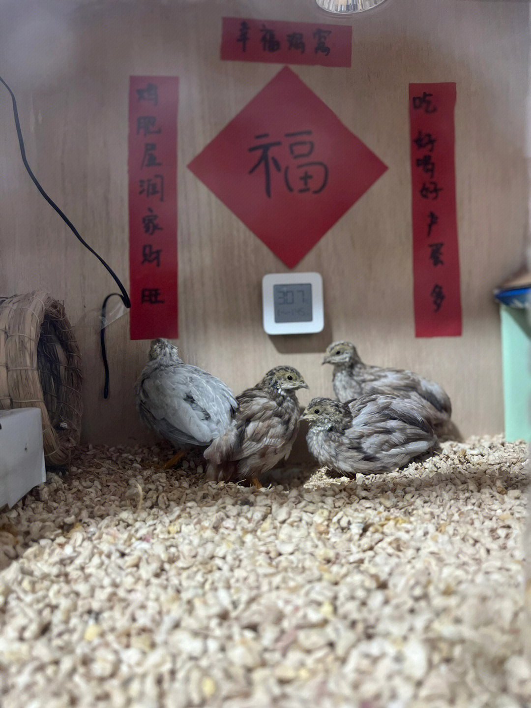 芦丁鸡公母