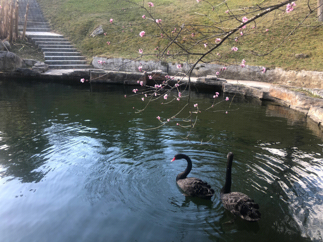 大学不对外开放了,前几年游客和常驻大理的小伙伴经常去里面,这是情人