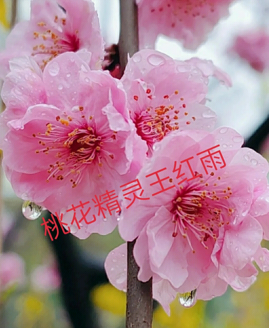 精灵王花