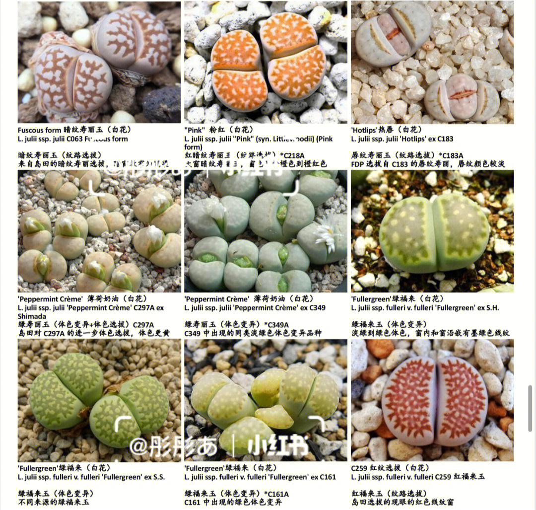 生石花品种及名字图片图片