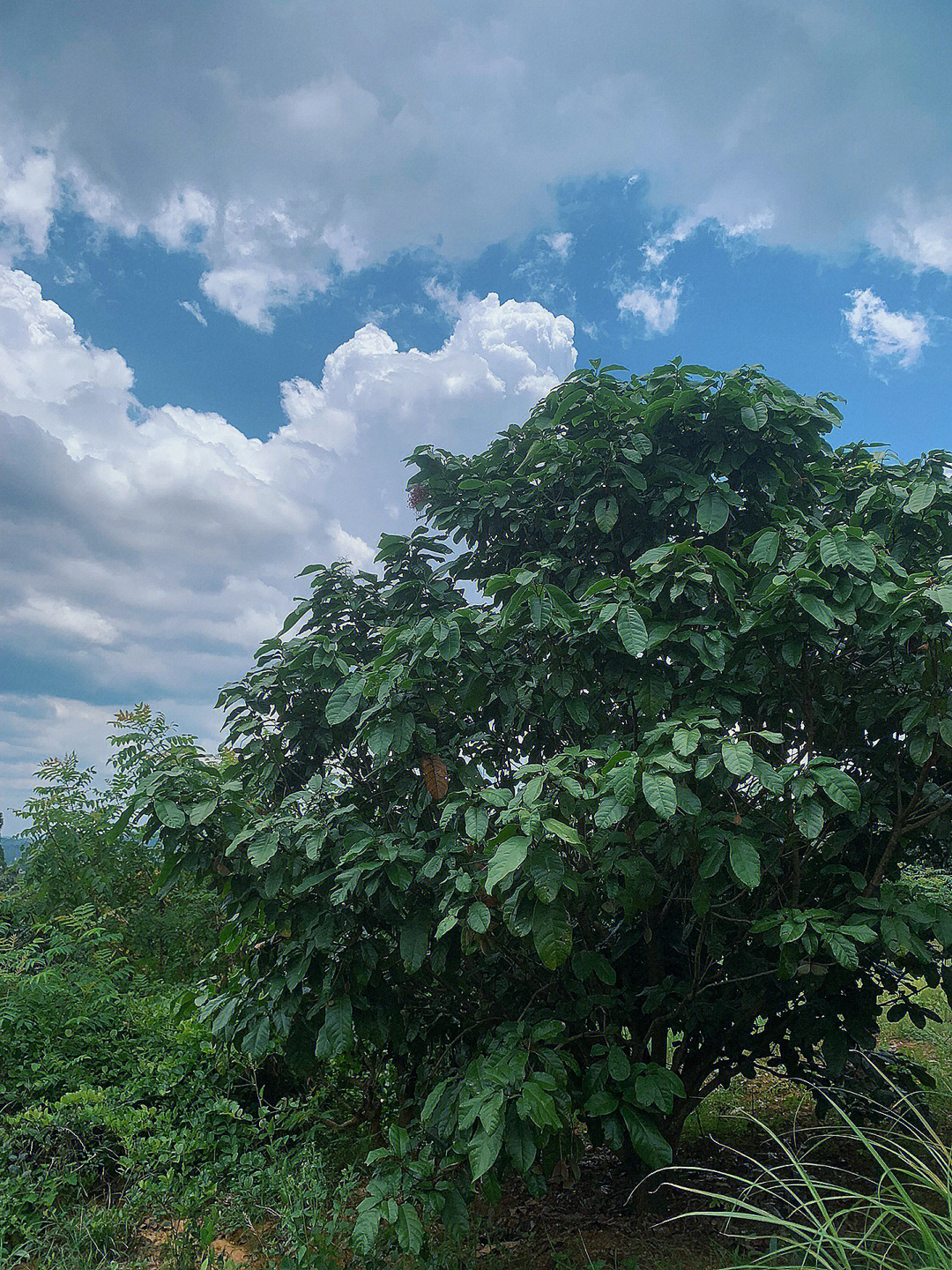 九层皮果树种植图片