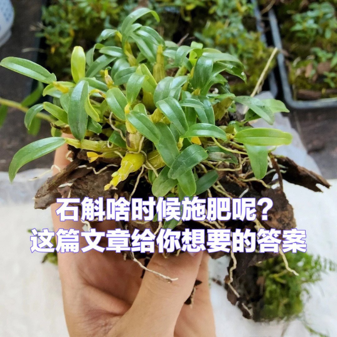 石斛家庭盆栽种植方法图片