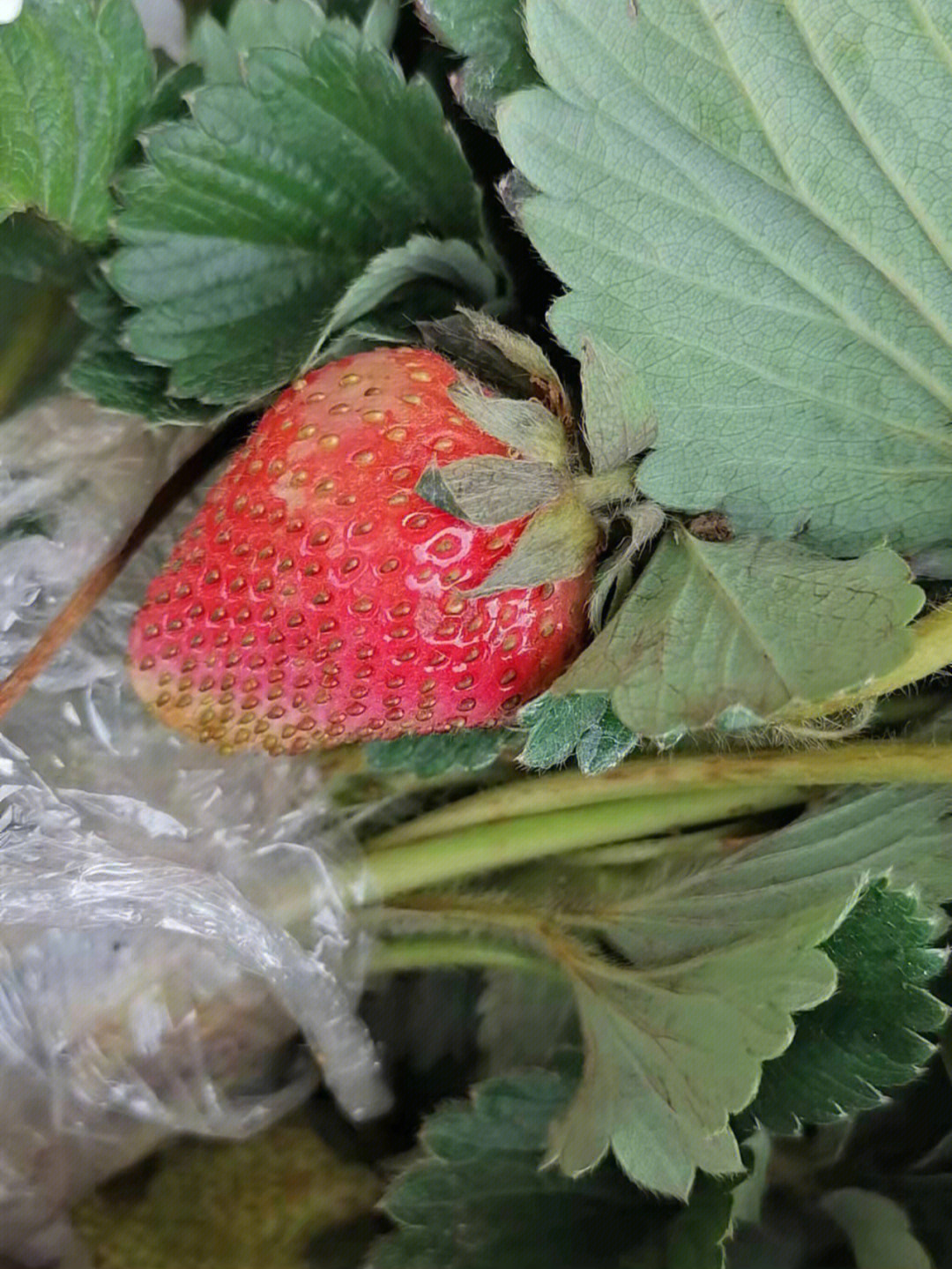 种草莓啦有想种的不