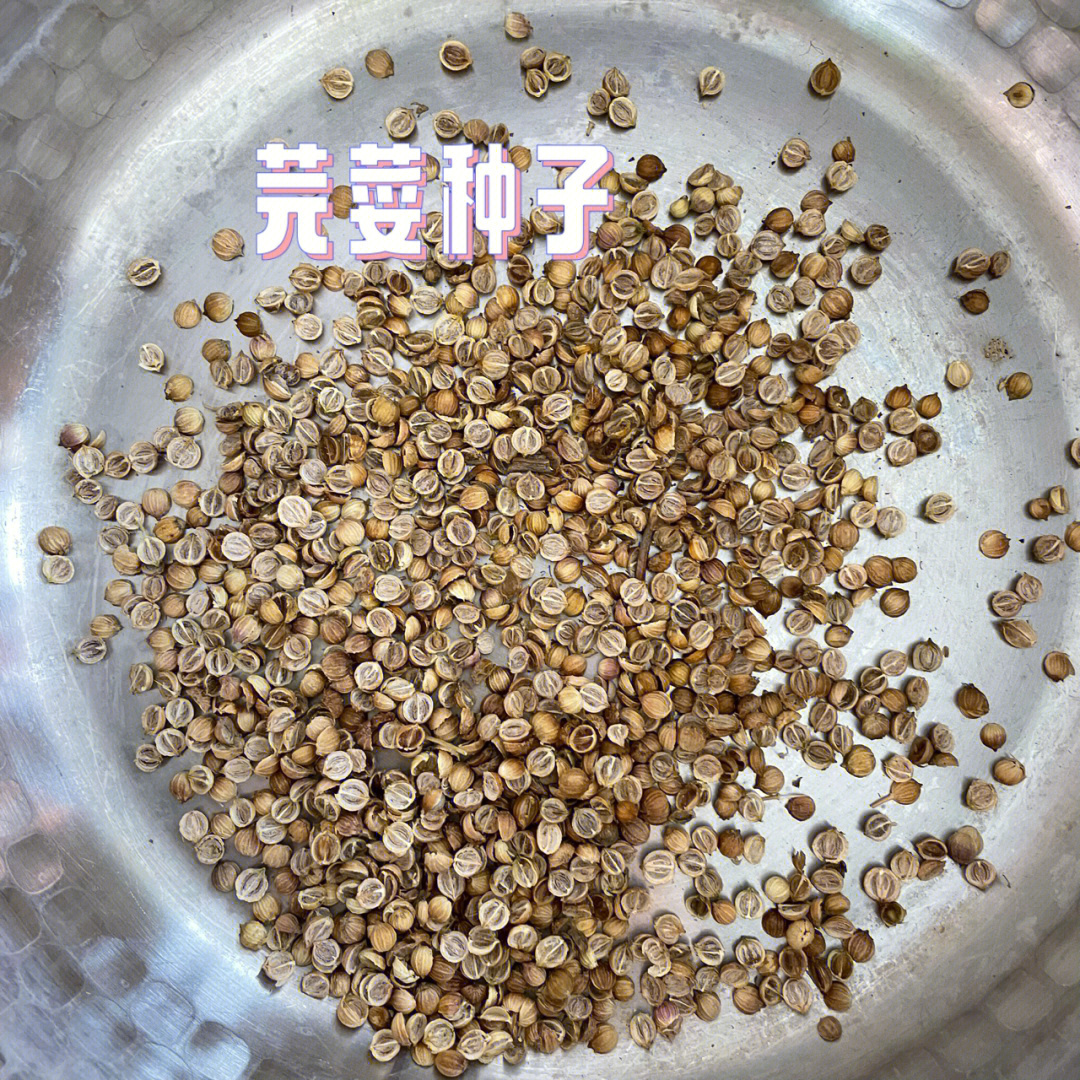 阳台种香菜记