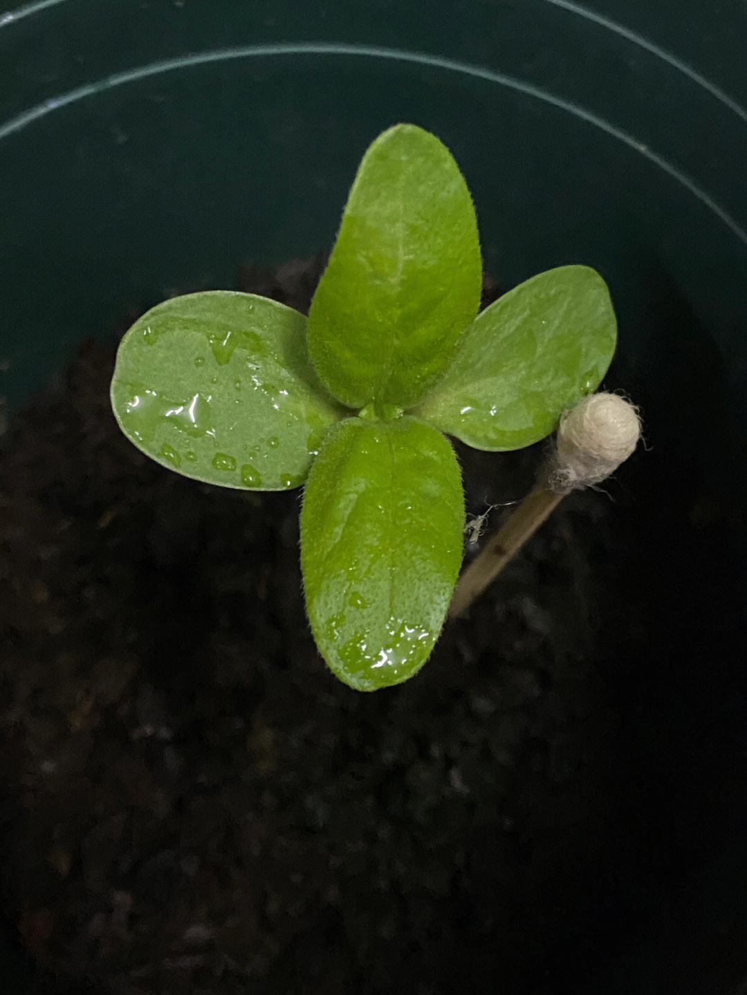 矮生向日葵情人节种植图片