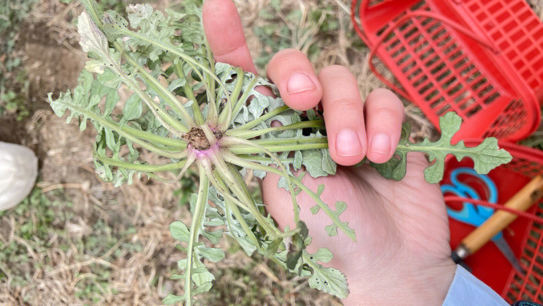 是紫色根部荠菜吗