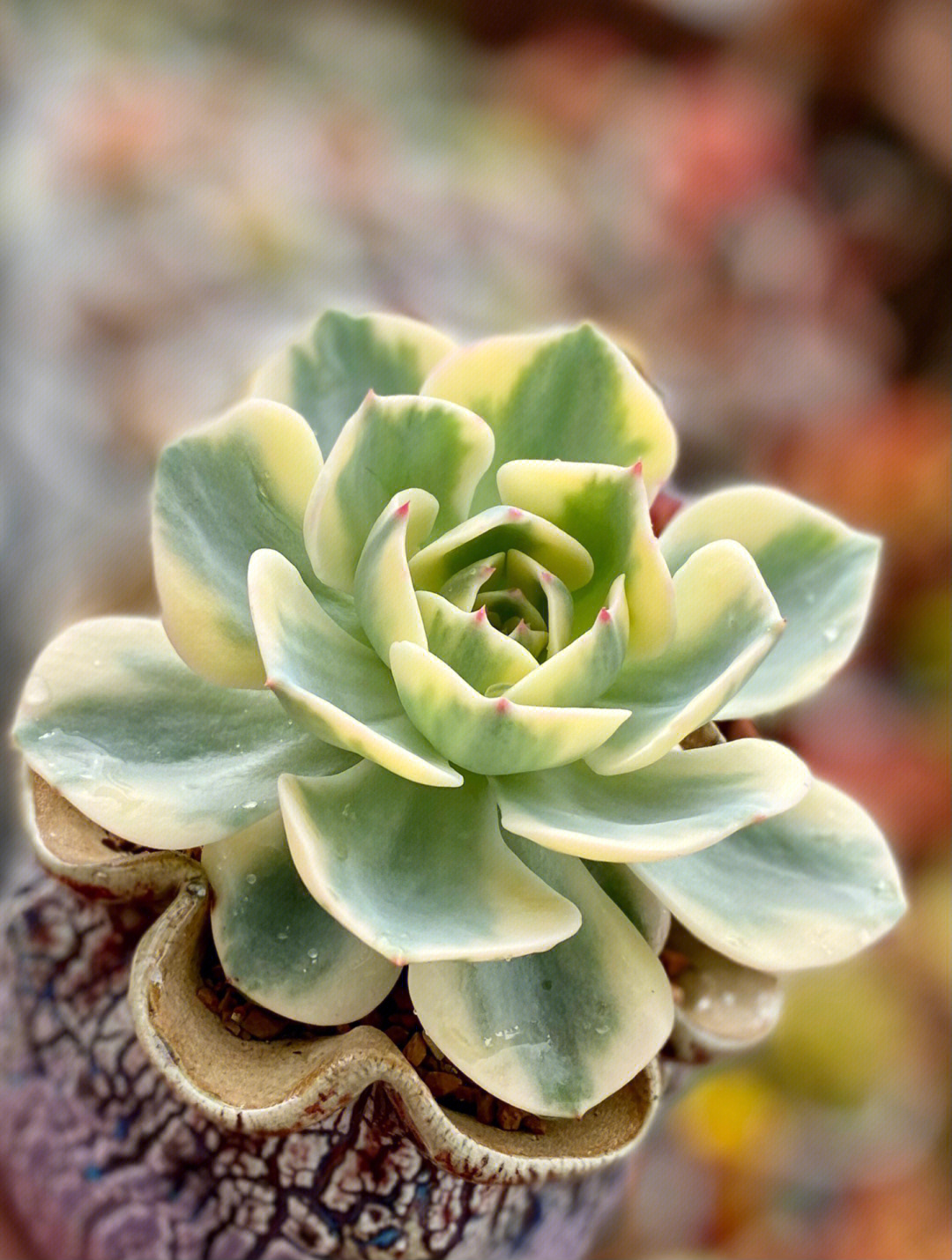 玉蝶多肉开花图片