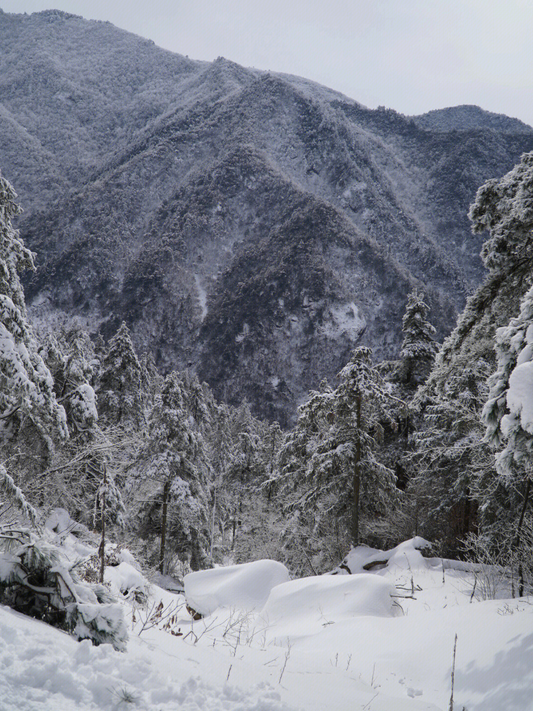 而杭州临安百丈岭,在今年特别争气